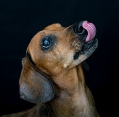 Portrait of a black mouth cur liking its nose with the black background