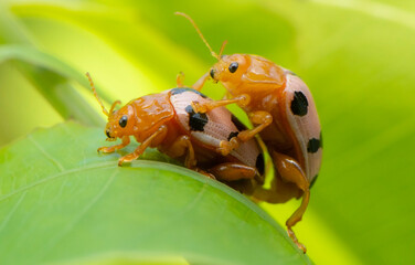 Ladybugs during mating on a green leaf .