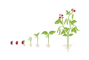 Kidney bean growing process from seed to sprout, adult plant and flower, flat vector illustration on white background.