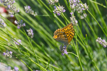 Silver-washed Fritillary butterfly (Argynnis paphia) sitting on lavender in Zurich, Switzerland