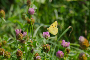 Clouded Yellow (Colias croceus) Butterfly perched on pink flower in Zurich, Switzerland