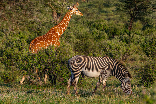 Reticulated giraffe (Giraffa camelopardalis reticulata) (Giraffa reticulata) and Grevy's zebra (Equus grevyi), Buffalo Springs National Reserve, Samburu National Park, Kenya