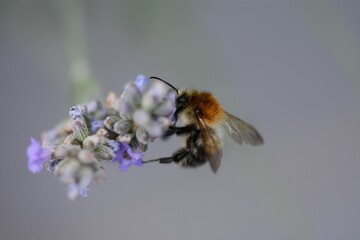 Closeup of a bee collecting nectar on a flower © Bram Gillis/Wirestock Creators