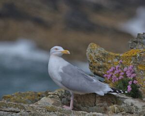 European herring gull perched on rocks with pink flowers.