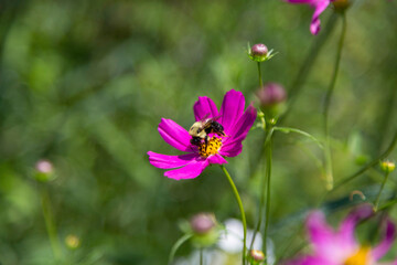 Bee