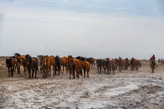 Horse caravan near Aralsk, Aral Lake, Kazakhstan
