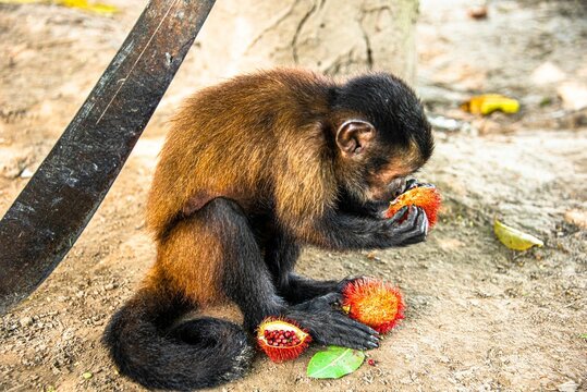 Monkeys Eating Images – Browse 60,018 Stock Photos, Vectors, and Video |  Adobe Stock