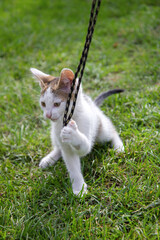 Młody kot bawiący się sznurkiem na trawniku