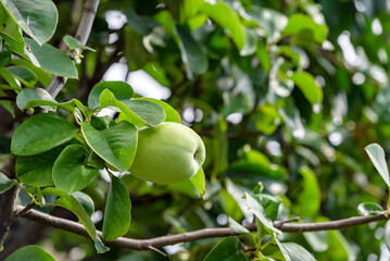 Young fruits of chinese quince, on the tree