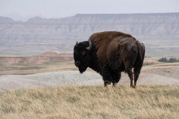 american bison in park national park - obrazy, fototapety, plakaty