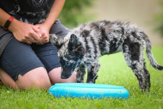 Closeup of a cute mudi dog on a green grass in a playground for dogs