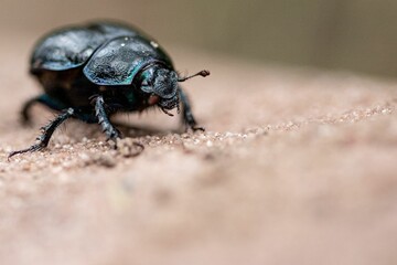 Selective focus of Geotrupes stercorarius on a blurred surface