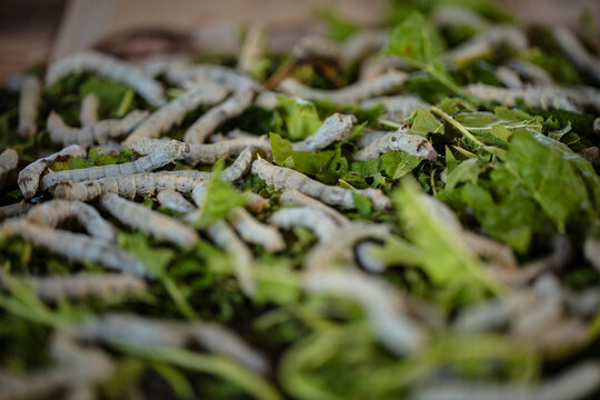 Silkworms feeding on mulberry leaves at Santuario Del Gusano De Seda in San Pedro Cajonos, Mexico