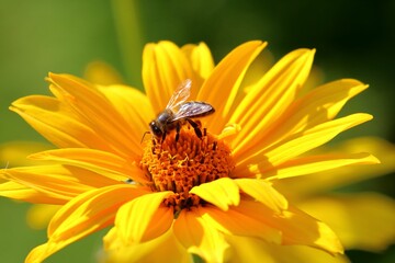 Closeup of bee sipping nectar from yellow flower isolated in green nature background - Powered by Adobe