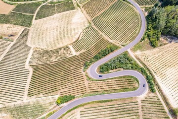 Aerial overview of landscapes of vineyards