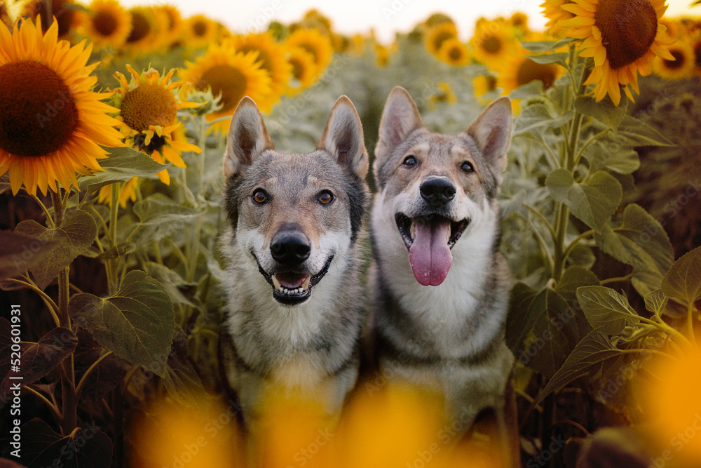 Wall mural two wolfdogs in the sunflowers