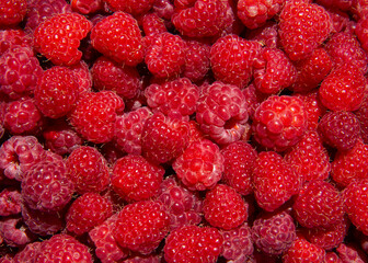 Raspberry. Juicy red raspberries. Background.