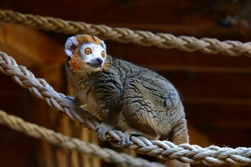 Fototapeta premium Closeup of ring-tailed lemur perching on rope and looking side