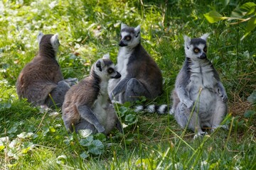 Fototapeta premium Group of adorable lemurs resting on the grass in the zoo in France
