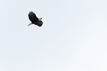 Bald Eagle Flying To Protect Nest