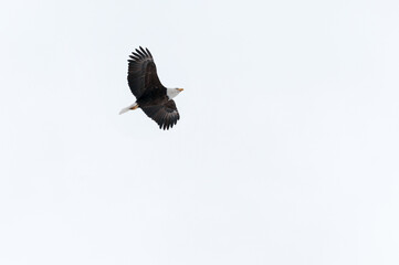 Bald Eagle Flying To Protect Nest