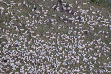 Herd of sheep from above grazing in a mountain pasture in the Dolomites, Italy