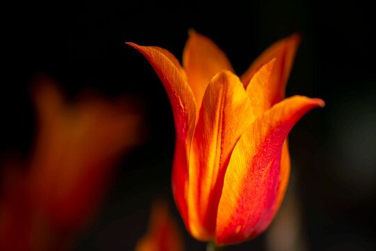 Shallow focus shot of a Tulipa kaufmanniana with dark blur background