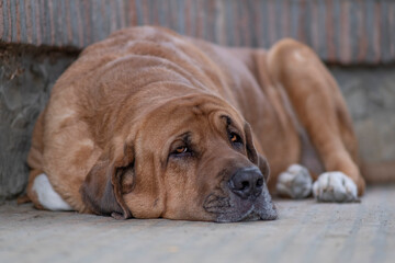 Broholmer brown dog breed lying on the ground and looking into camera, Italy