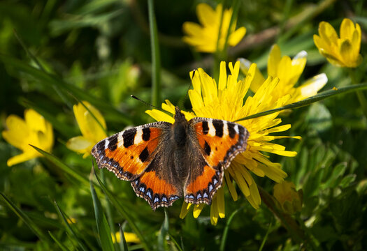 Small Tortoiseshell Butterfly (Aglais urticae) on yellow wildflowers, Cheshire, England, United Kingdom