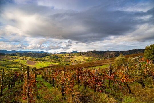 Hills and vineyards of Oltre Po Pavese in autumn season, Northern Apennines, Pavia, Lombardy, Italy