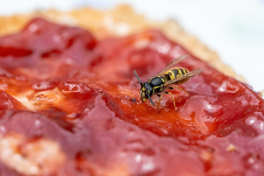 Wespen lieben würziges Fleisch, süße Getränke und Speisen.