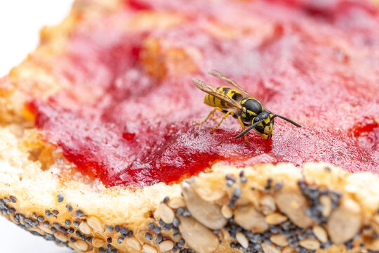 Wespen lieben würziges Fleisch, süße Getränke und Speisen.