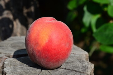 The peach lies on a sawn-off bough. - obrazy, fototapety, plakaty