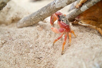 crabe de la plage du moule