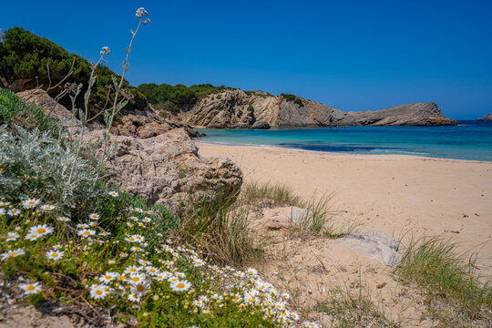 View of beach and spring flowers in Arenal d'en Castell, Es Mercadal, Menorca, Balearic Islands, Spain