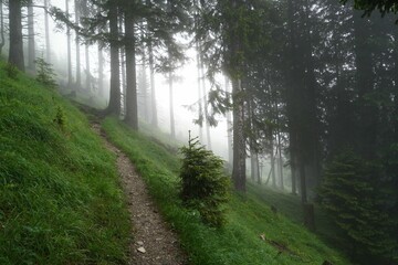 Foggy hiking trail in the forest