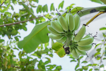 Green banana hanging on a banana tree in the garden