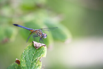 Dragonfly