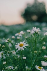 Oxeye daisy closeup golden hour