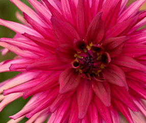 Beautiful details of a pink dahlia