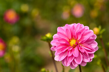 Obraz premium Beautiful close-up of a pink dahlia