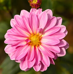 Beautiful close-up of a pink dahlia