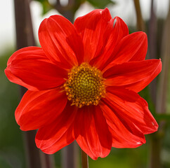 Beautiful close-up of a red dahlia