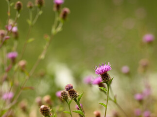 Beautiful close-up of centaurea decipiens