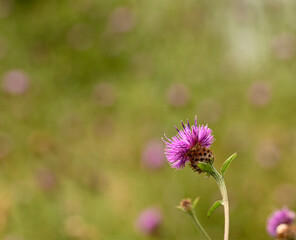 Beautiful close-up of centaurea decipiens