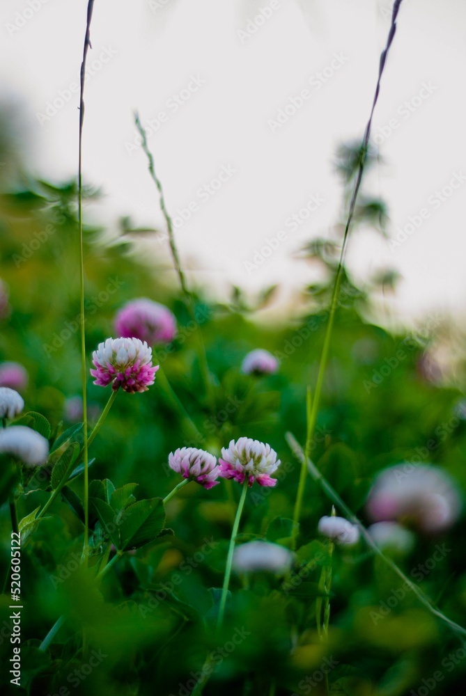 Wall mural Trifoilum repens flower closeup