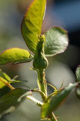 aphid on a rose, a parasite