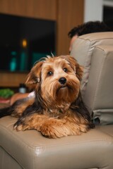 Vertical shot of a yorkshire terrier lying on a couch
