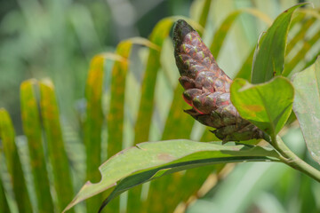 Flowers and green vegetation in the rainy season in Costa Rica.