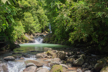 Green vegetation in the rainy season in Costa Rica.
